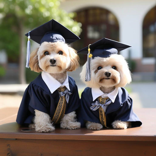 Pet Graduation Portrait Art Custom Painting